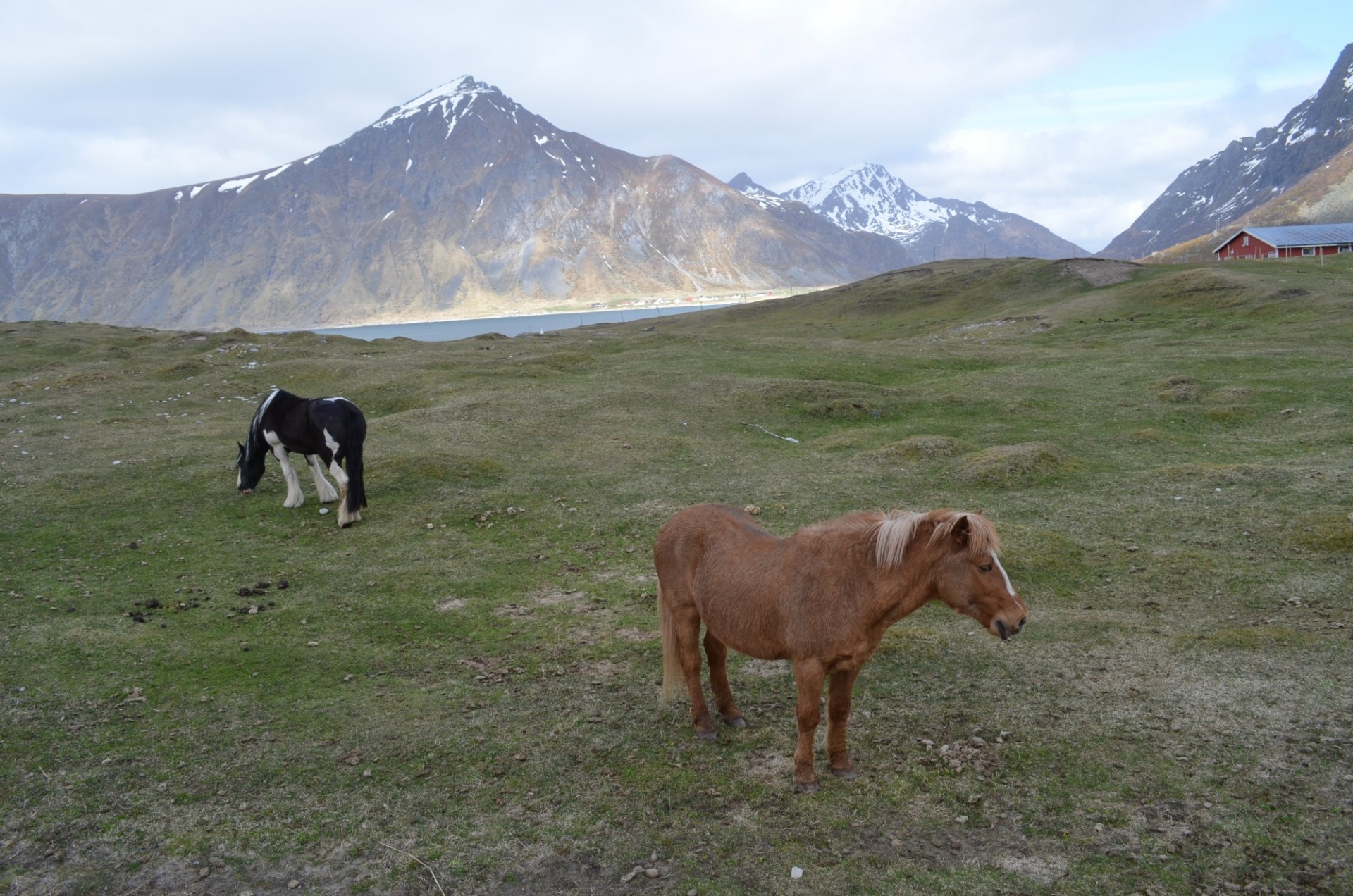 Horses on Island of Flakstadoya, Norway from Ancient Local Breeds (Kevin Krajick)