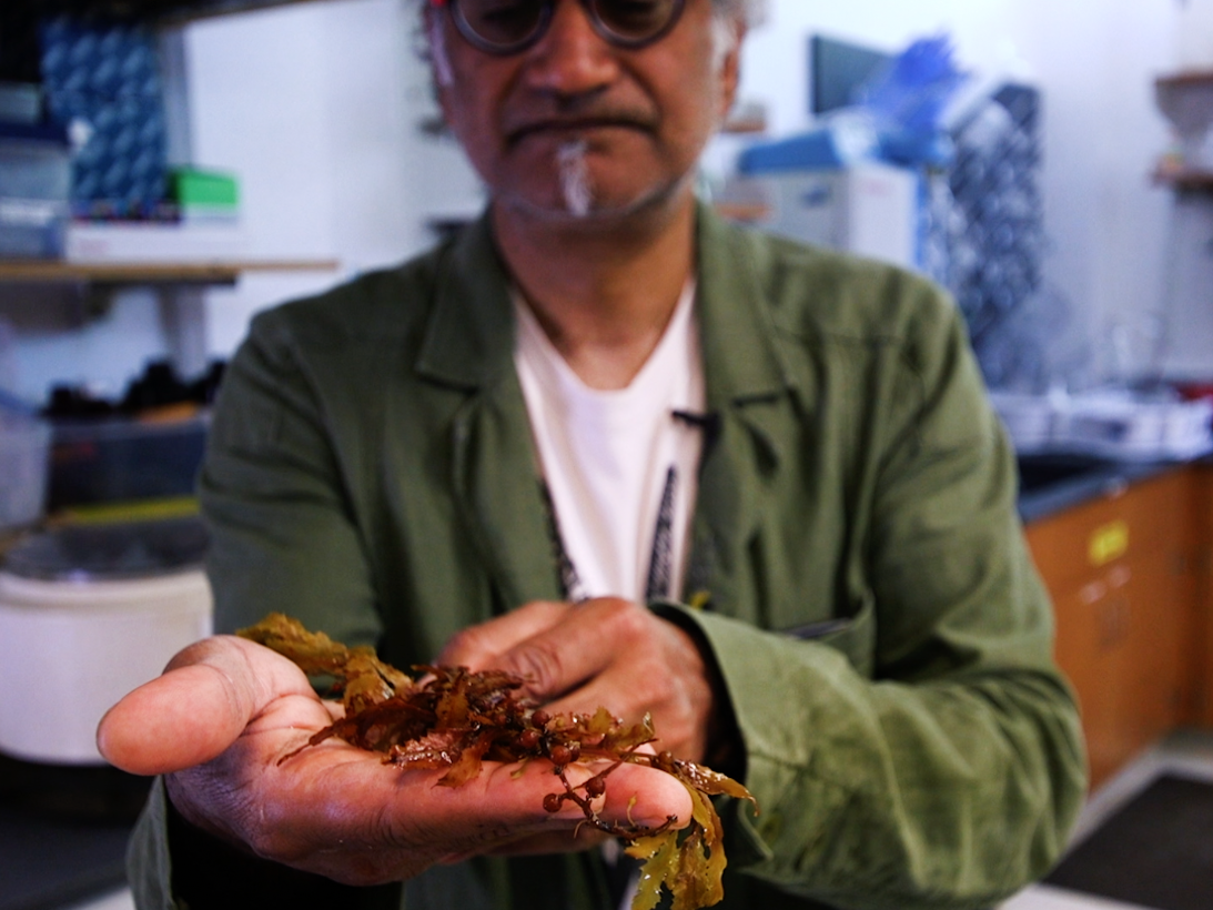 Biological oceanographer Ajit Subramaniam in the lab holding sargassum seaweed in the palm of his hand.