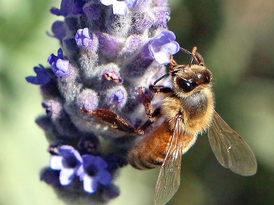 Honeybee on Lavender