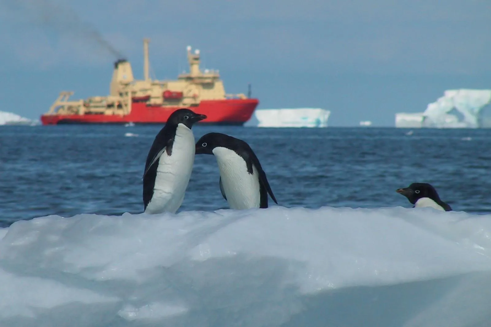 Penguins And Palmer   Joaquim Goes.jpg