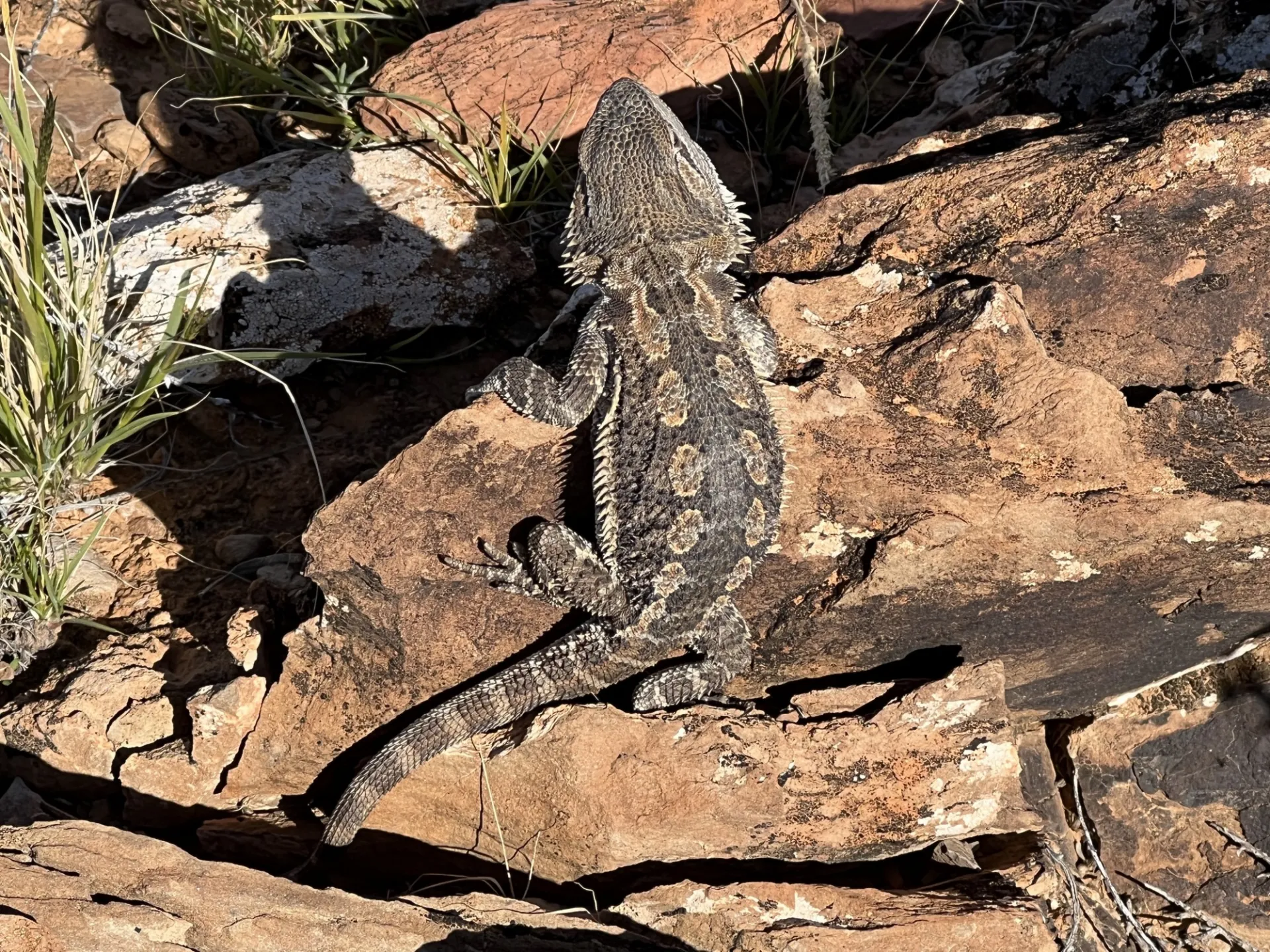 4 Bearded Dragon DI 32 IMG 1202   Nicholas Christie Blick.jpeg