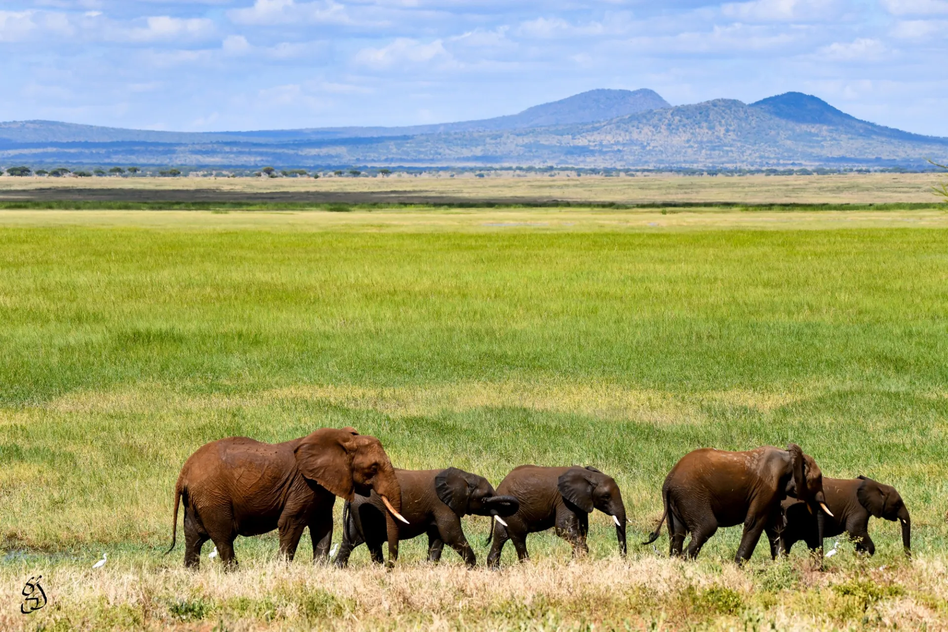 Elephants At Tarangire In Tanzania   Gautam Jain.JPG