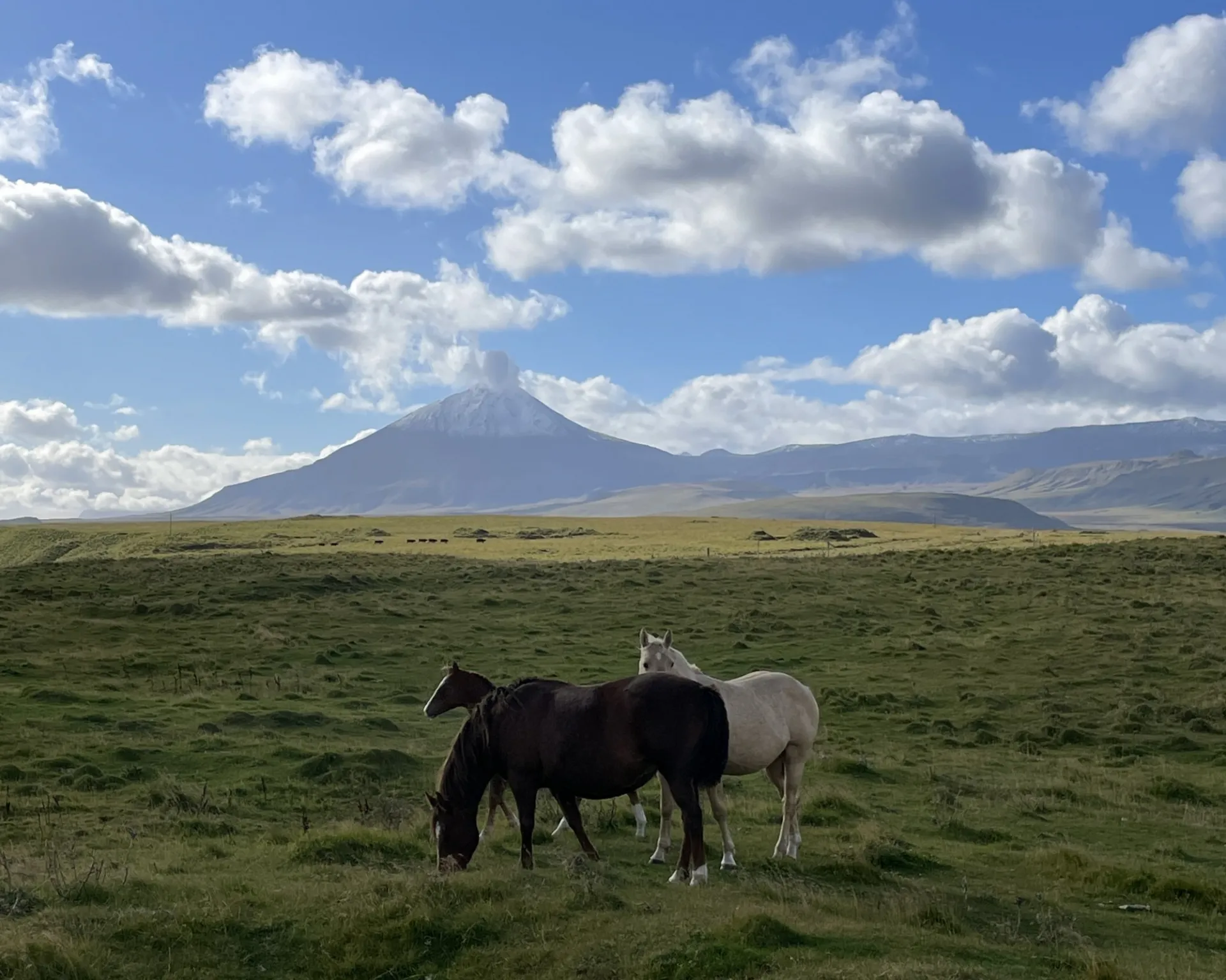 Wild Horses On The Flanks Of Okmok Volcano, Aleutian Islands, Alaska Horiz   Einat Lev.JPG