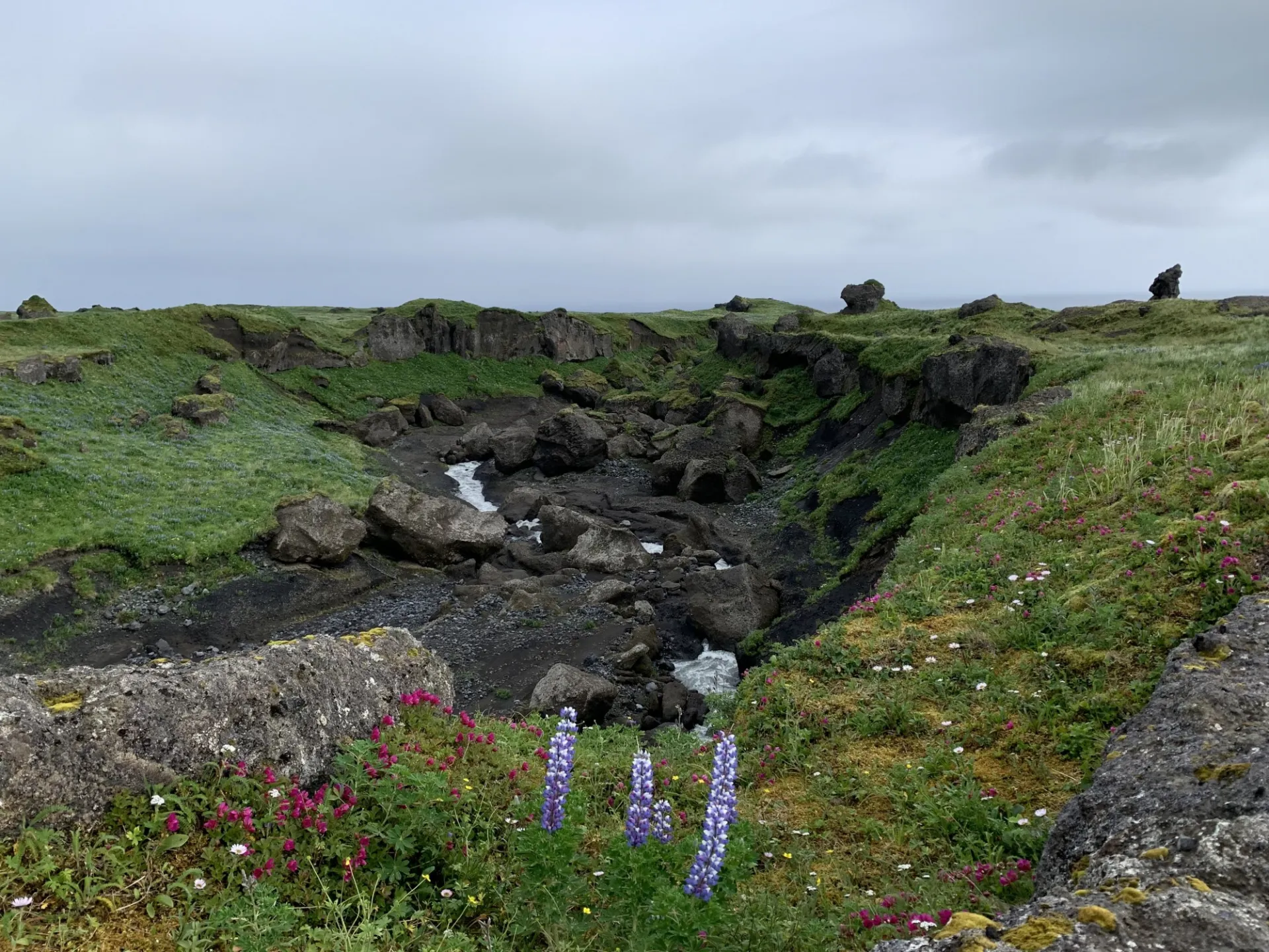 Wildflowers Next To Stream On Flanks Of Okmok Volcano   Jasper Baur.jpg