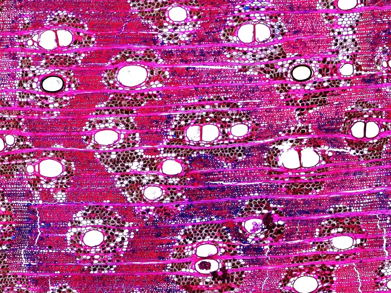 Wood Anatomy Of Amburana Cearensis   Sample Collected At Madidi National Park Bolivia 2019   Anatomical Microsection Prepared At LDEO Tree Ring Lab By Rose Oelkers 4x3.jpg