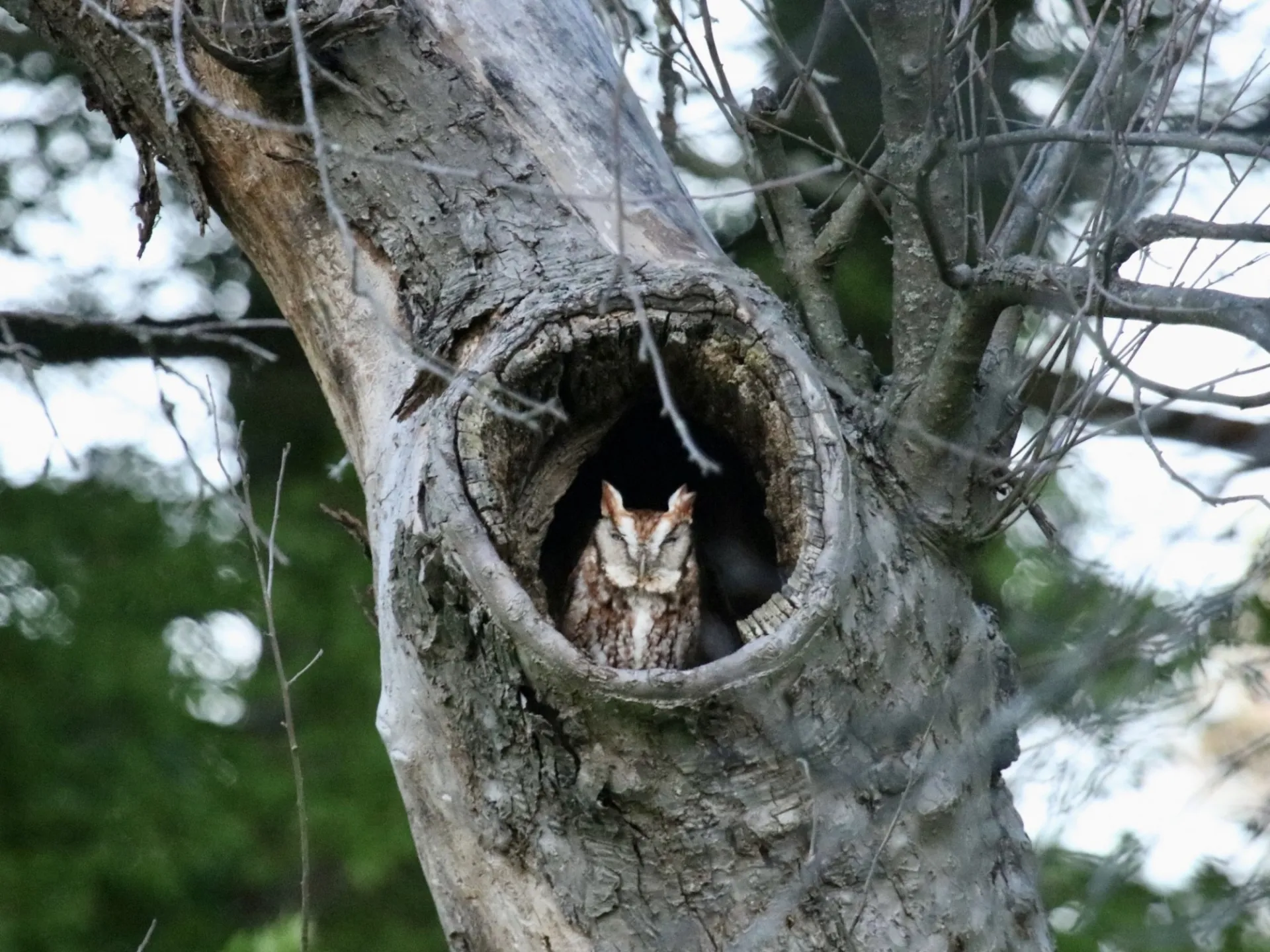 Eastern screech owl in an apple tree on Lamont-Doherty Earth Observatory campus. Credit: Timothy Trimble