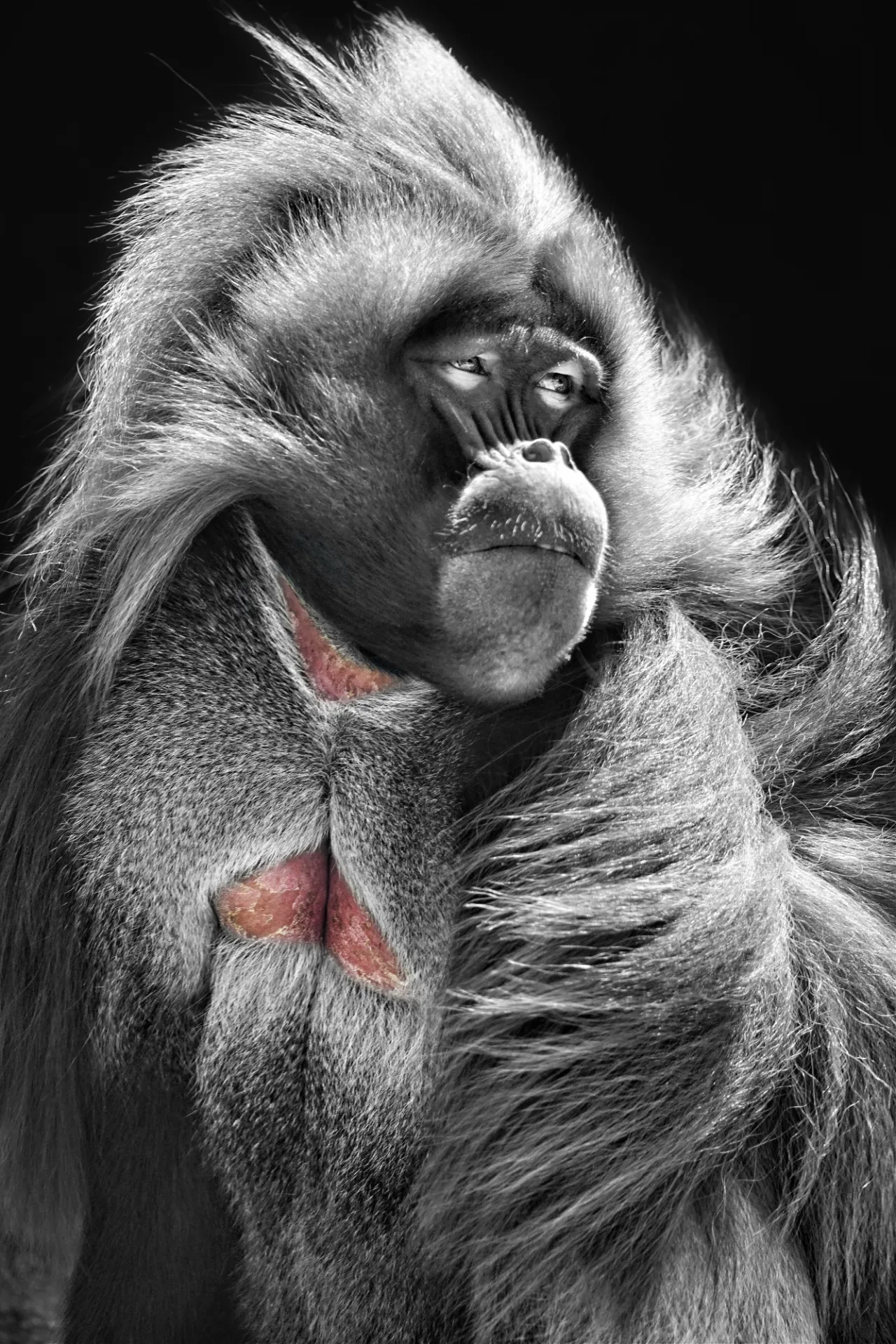 Gelada At Bronx Zoo Jenna Mara Lawrence.jpeg