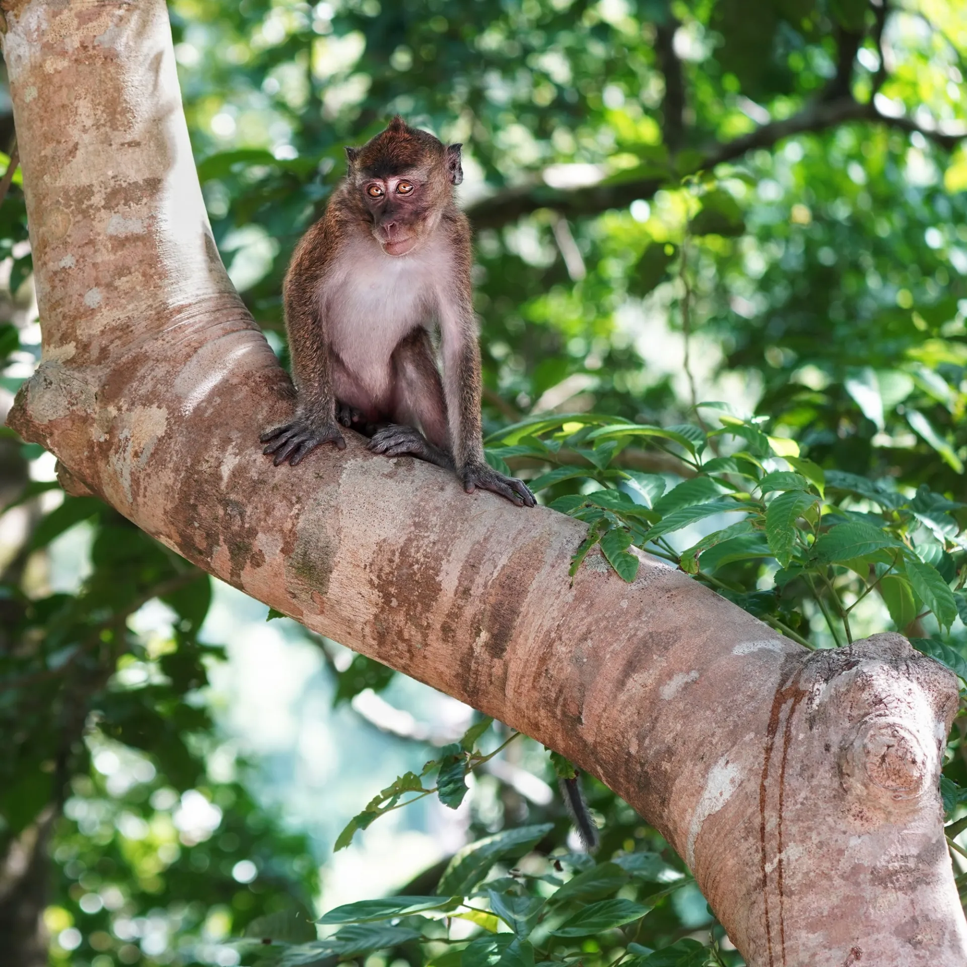 Juvenile Macaque In Quezon National Forest Park Jenna Mara Lawrence.jpg