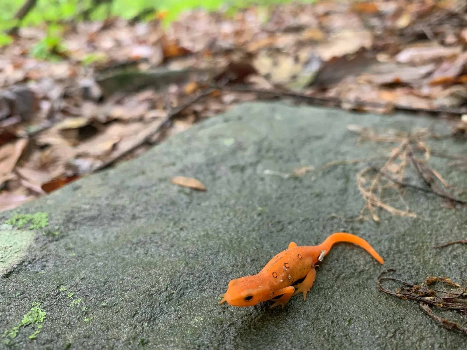 Red Eft Adam Gelfand.jpg