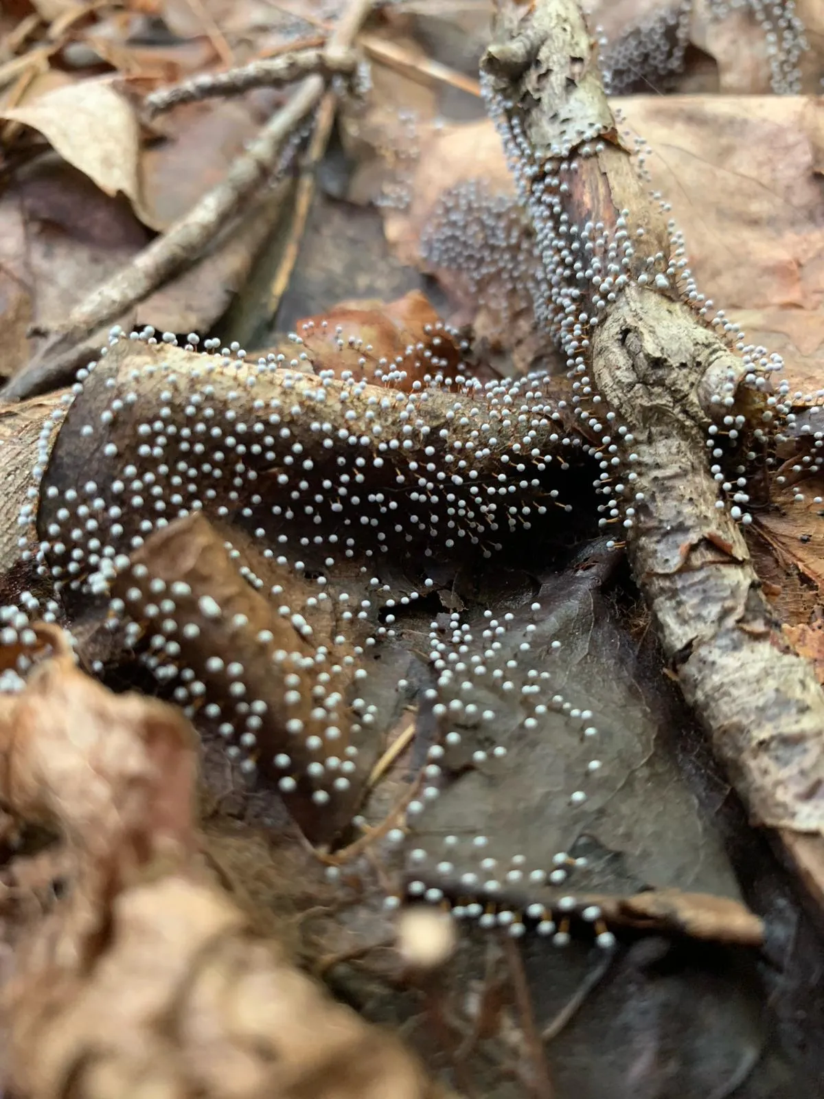 Slime Mold Adam Gelfand.jpg