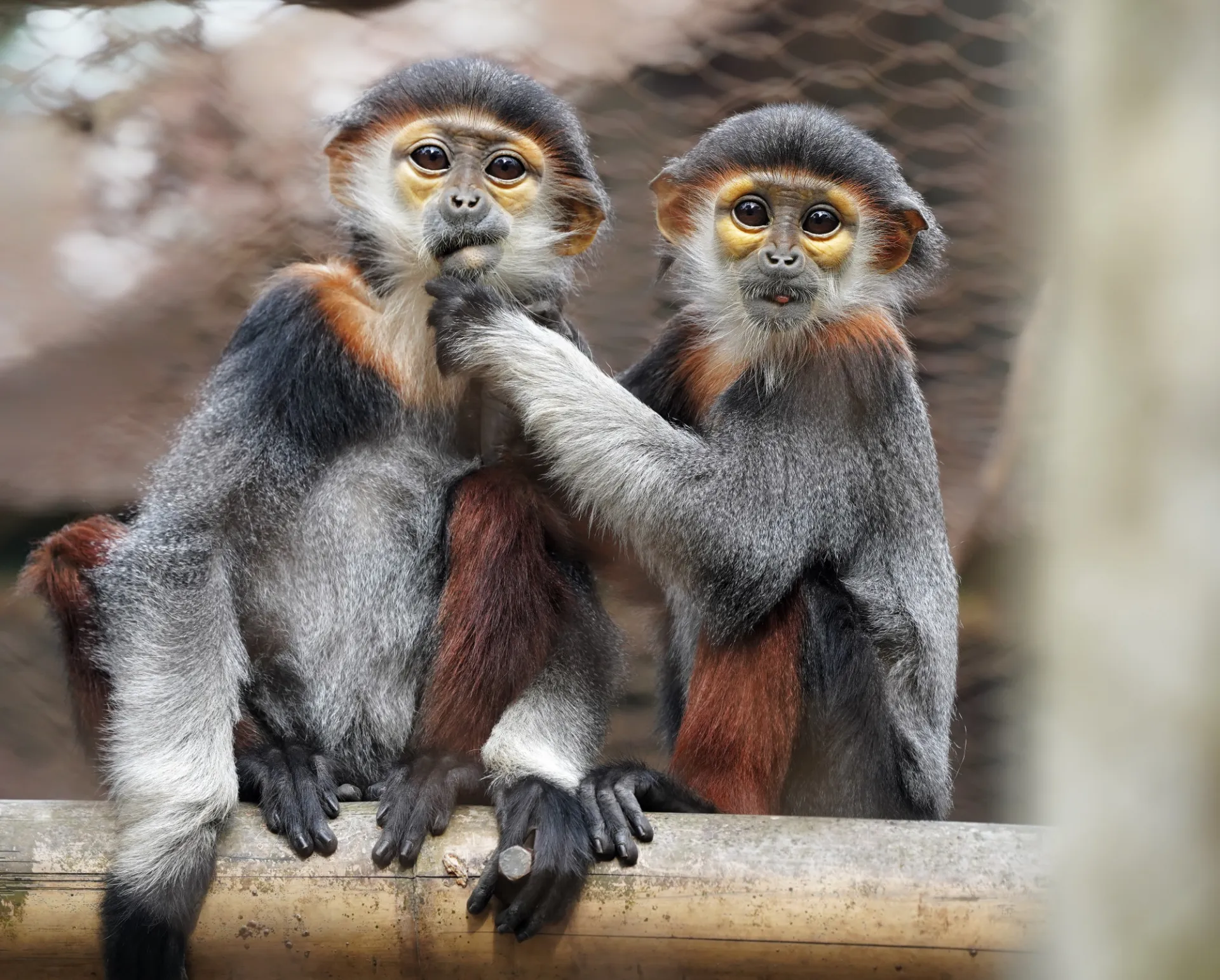 JennaLawrence Douc Langurs   Jenna Mara Lawrence.JPEG