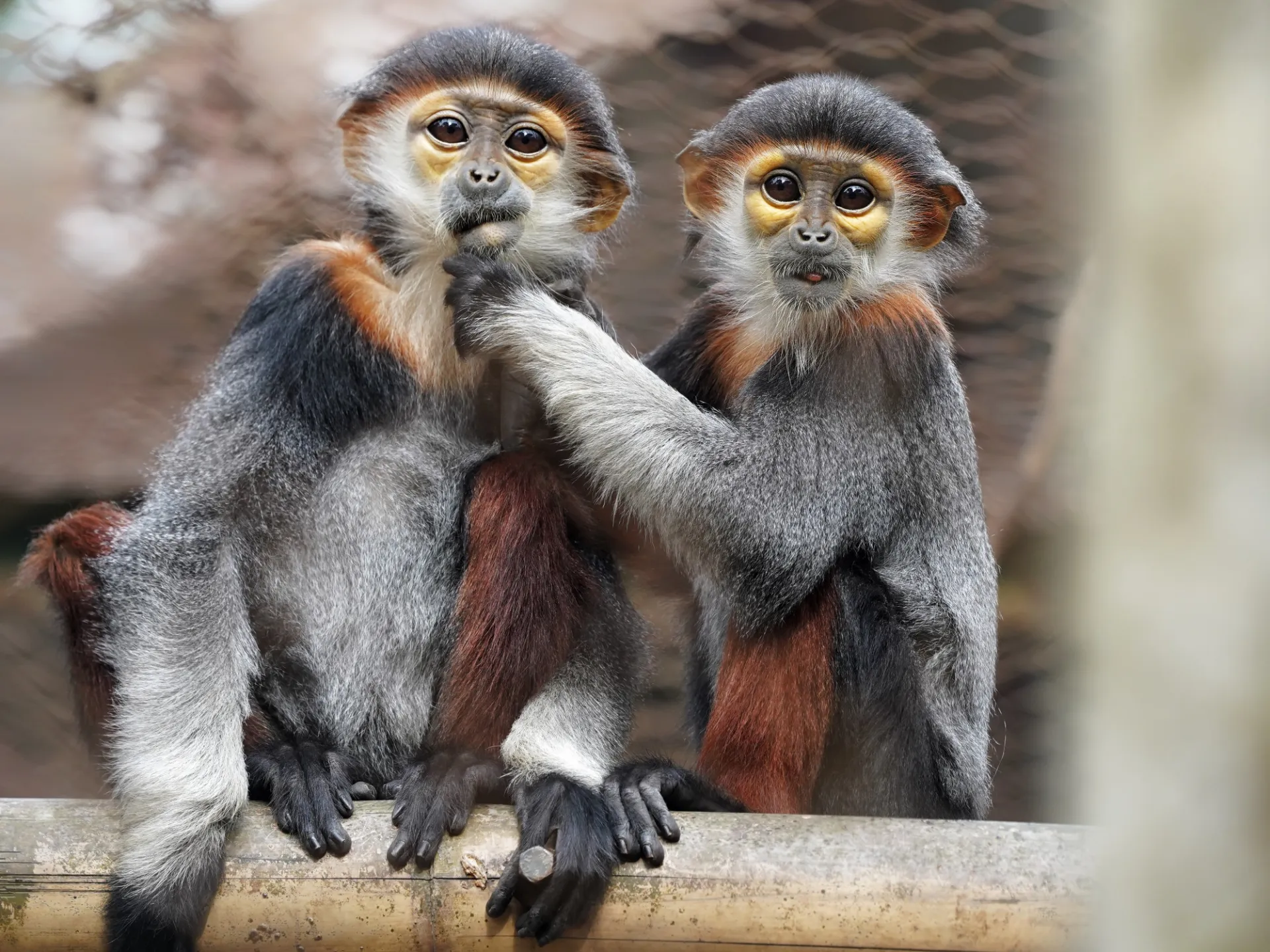 Endangered juvenile red-shanked doucs, Cuc Phuong National Park, Vietnam. Credit: Jenna Lawrence