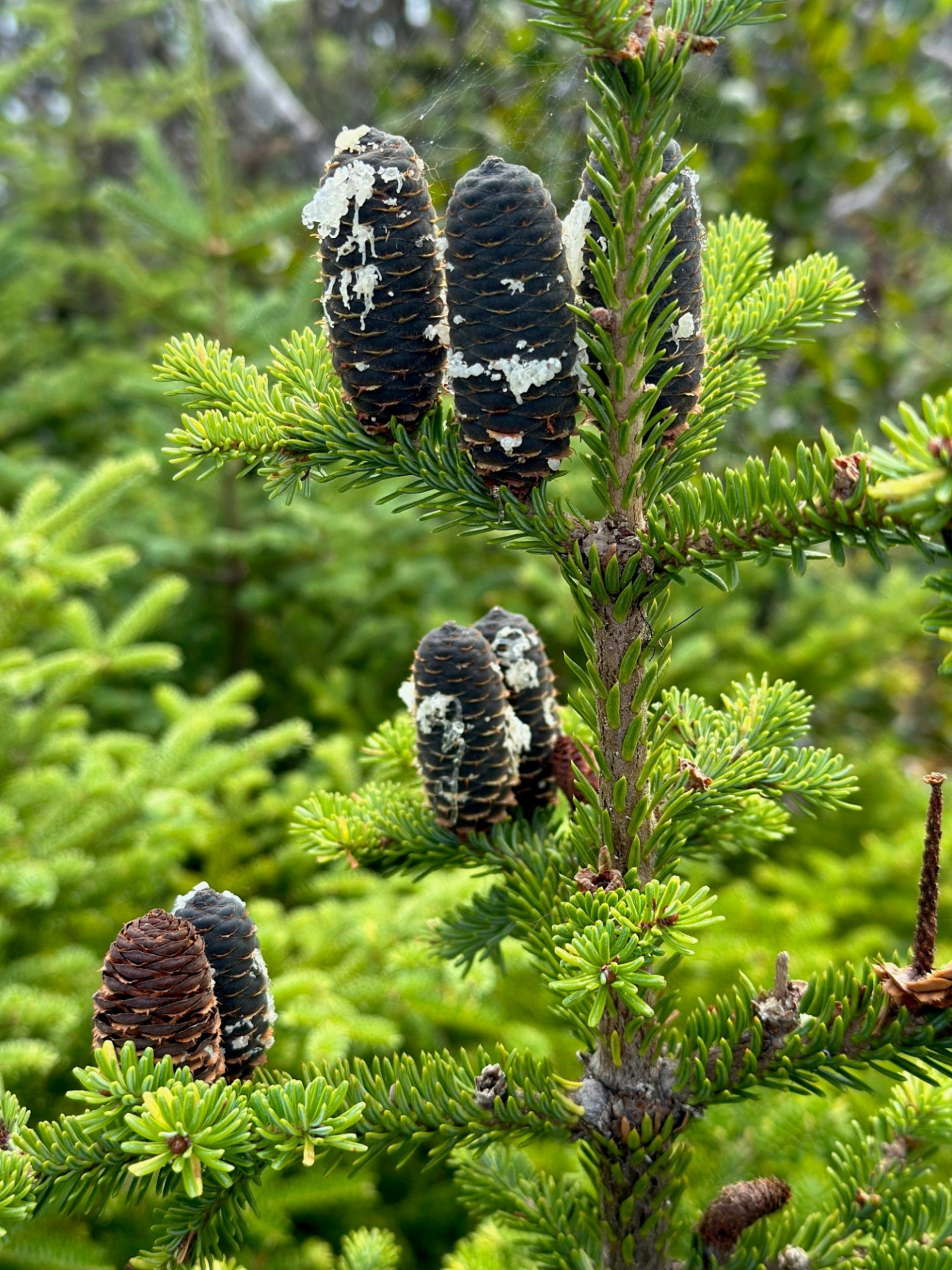 Pinecones In Newfoundland Joey Parr