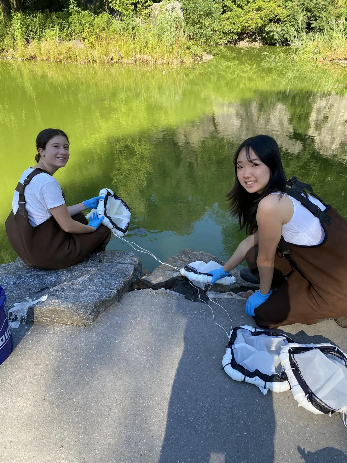 Summer Interns Deploying Experimental Mesocosms In Morningside Park Pond Joaquim Goes Sm.jpg
