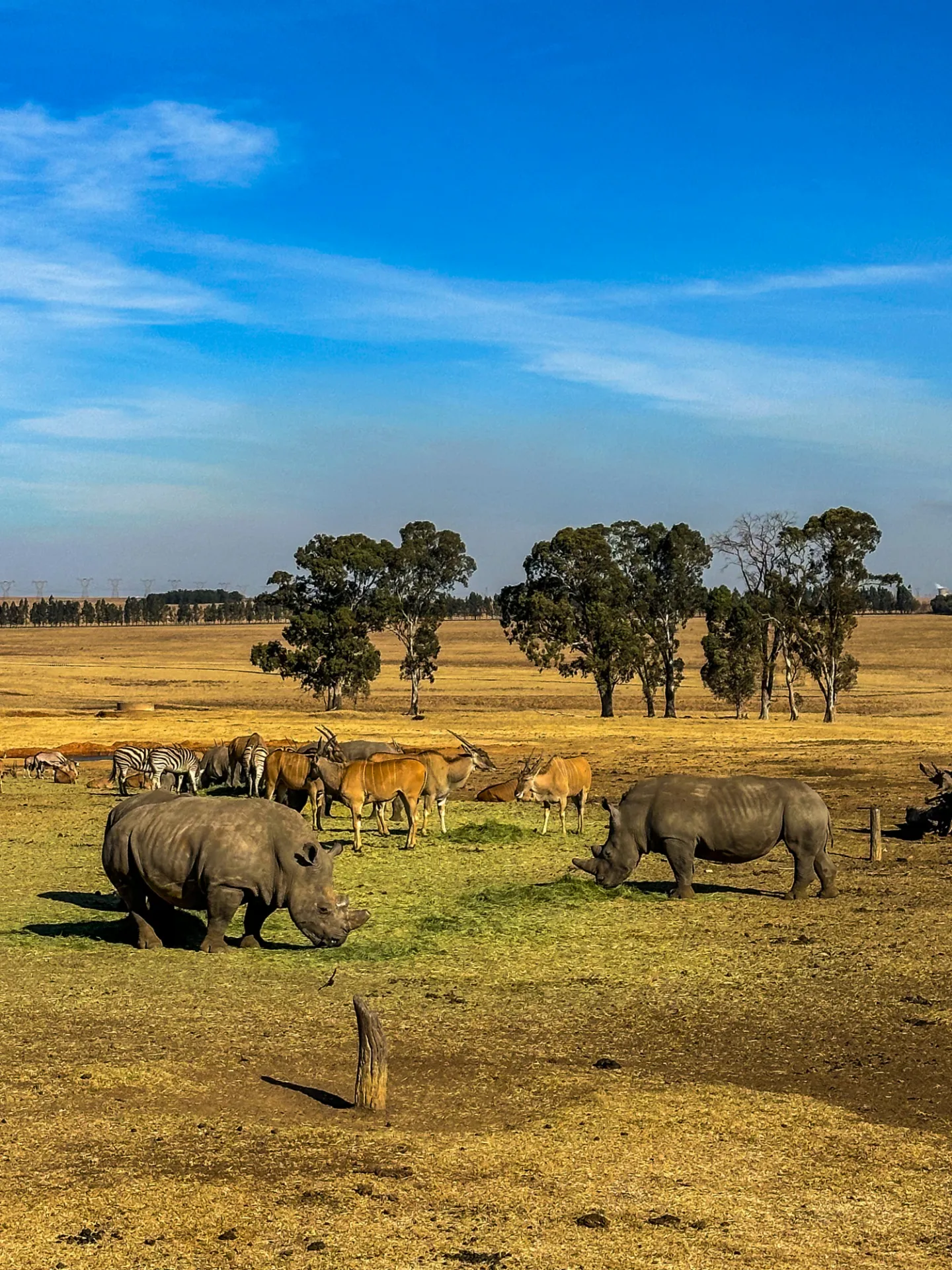 White Rhinoceros  Zebras And Lesser Kudus South Africa Immanuel Deo Juvente Hasian.JPG