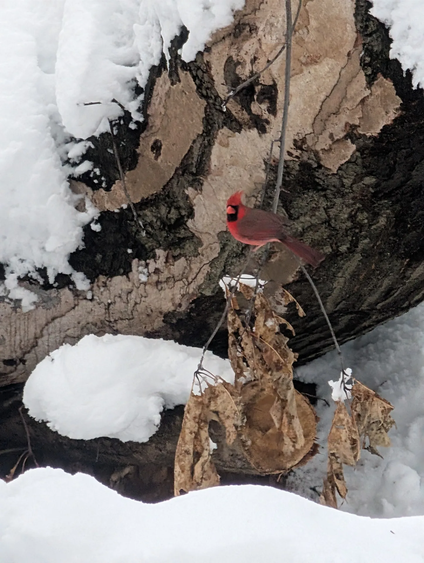 Cardinal In Riverside Park Alex De Sherbinin.jpg