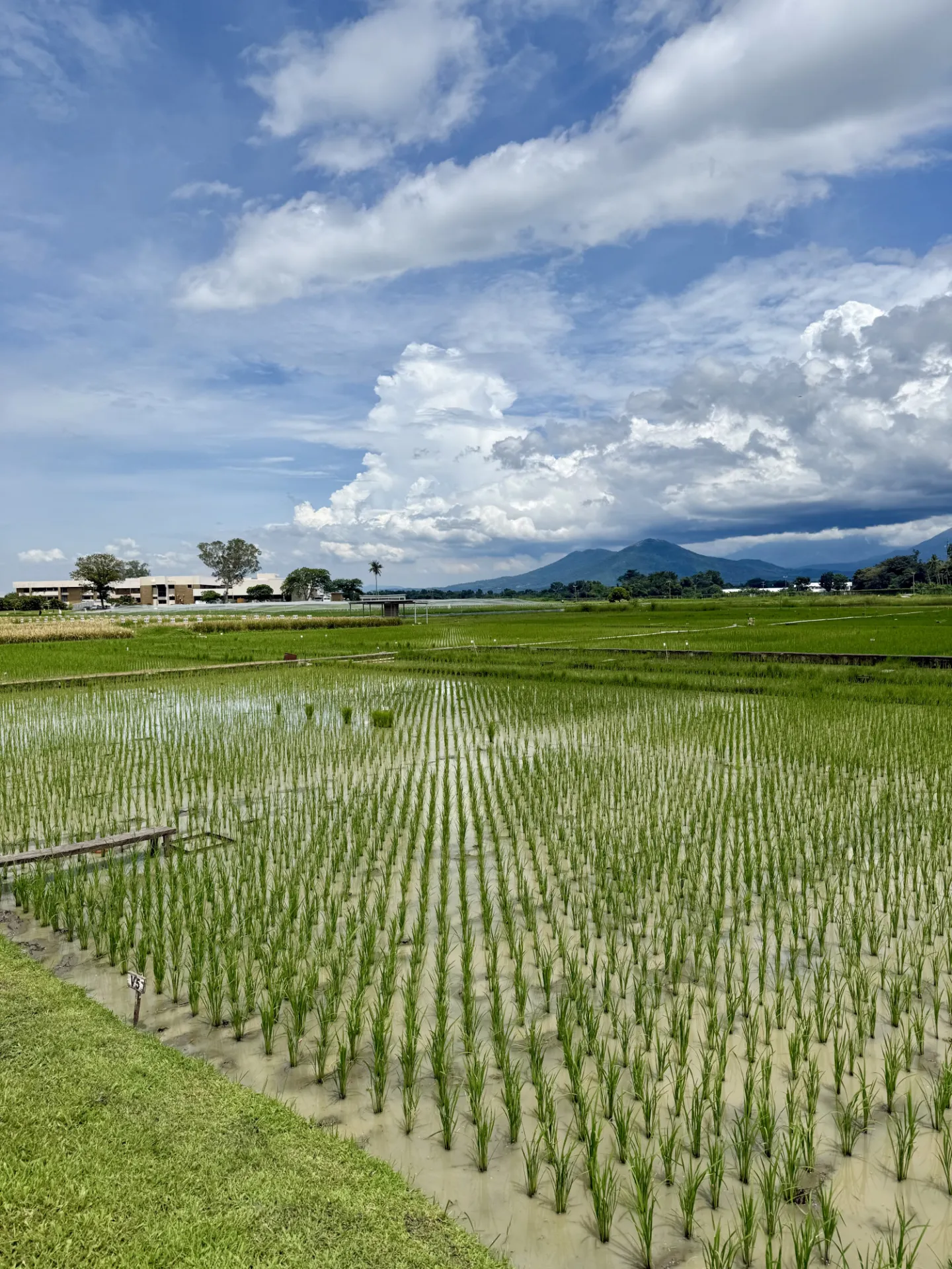 Rice Fields At The International Rice Research Institute In Los Baños Philippines Erik Mencos.jpeg