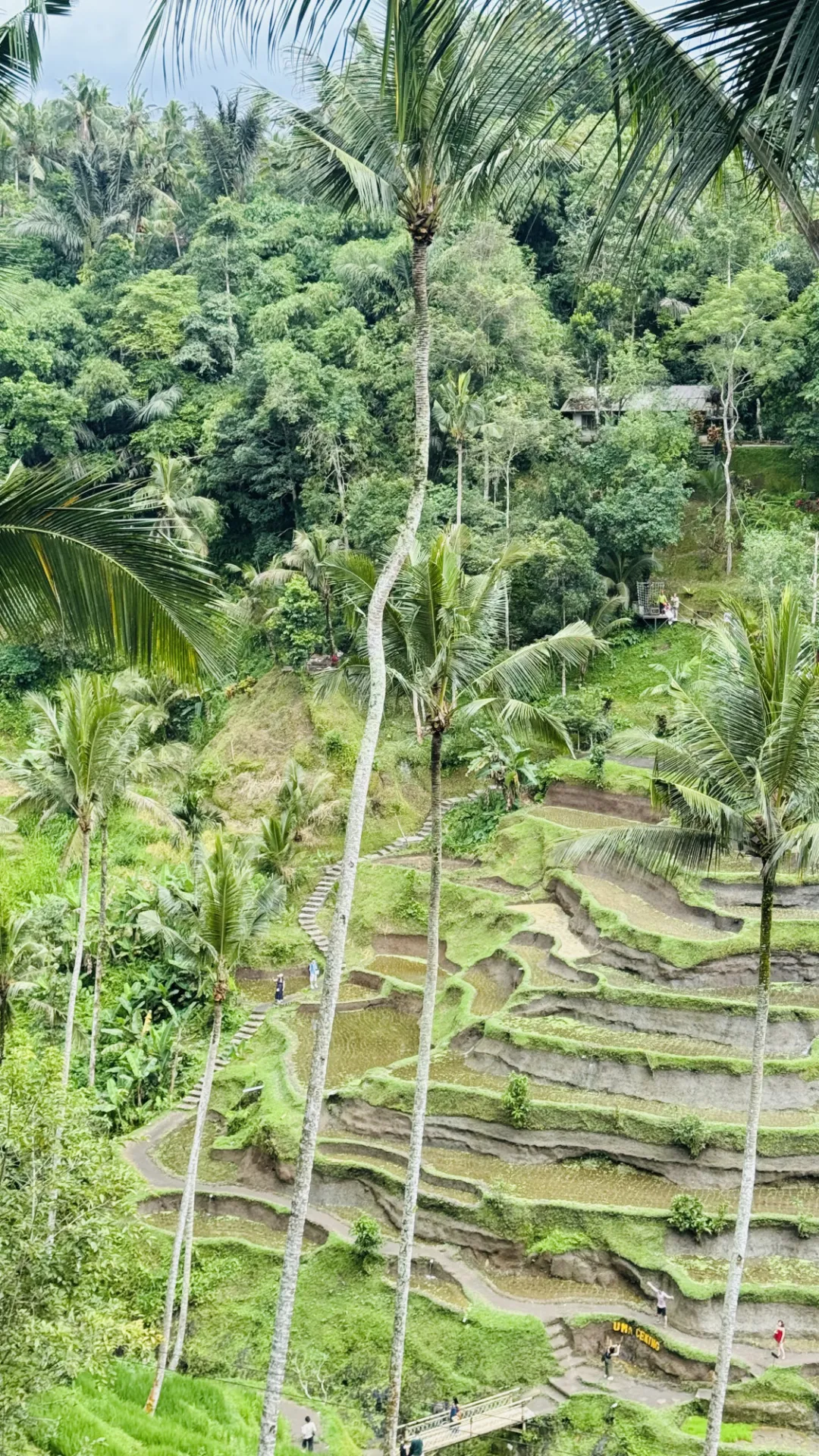 Tegalalang Rice Terraces Cascade Through Tropical Rainforest In Ubud Bali Indonesia Supriya Swarup.jpeg