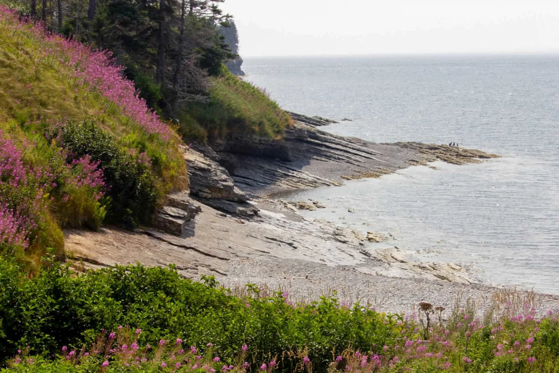 Wildflowers Cascade Down The Cliffs Of The Gaspé Peninsula Miriam Cinquegrana.jpg