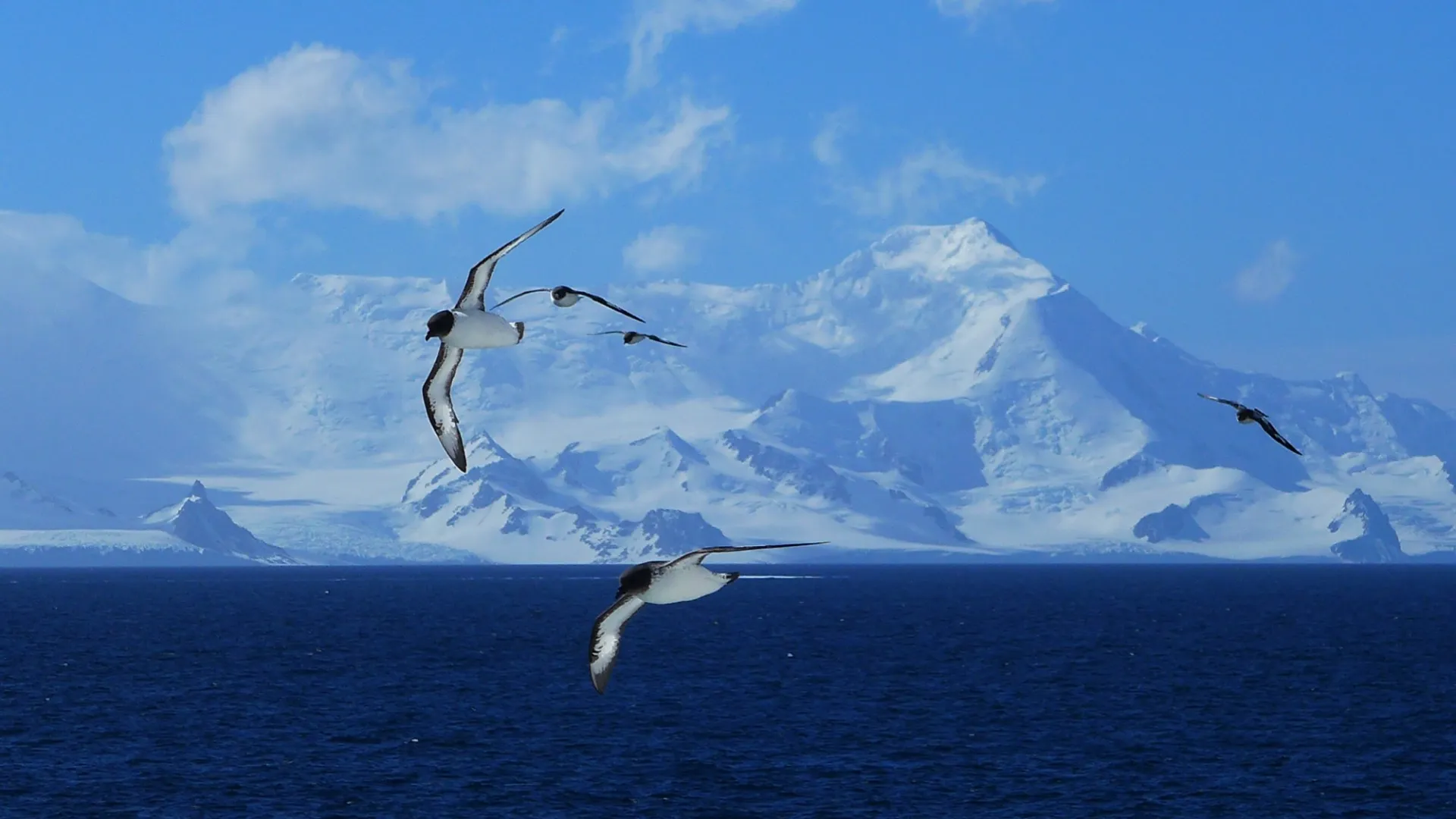 8 Cape Petrels Soaring Against The Antarctic Landscape Margie Turrin.jpg