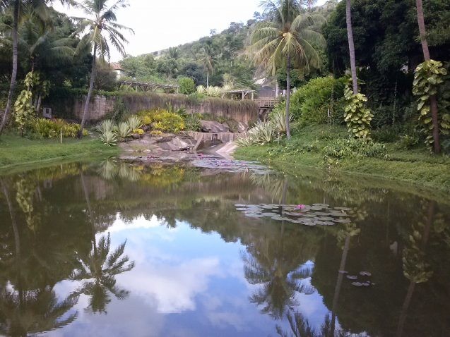 Ecorestoration by Instituto Terra turned barren land into a lush rainforest. Credit: Antonio Carlos Lima Barbosa