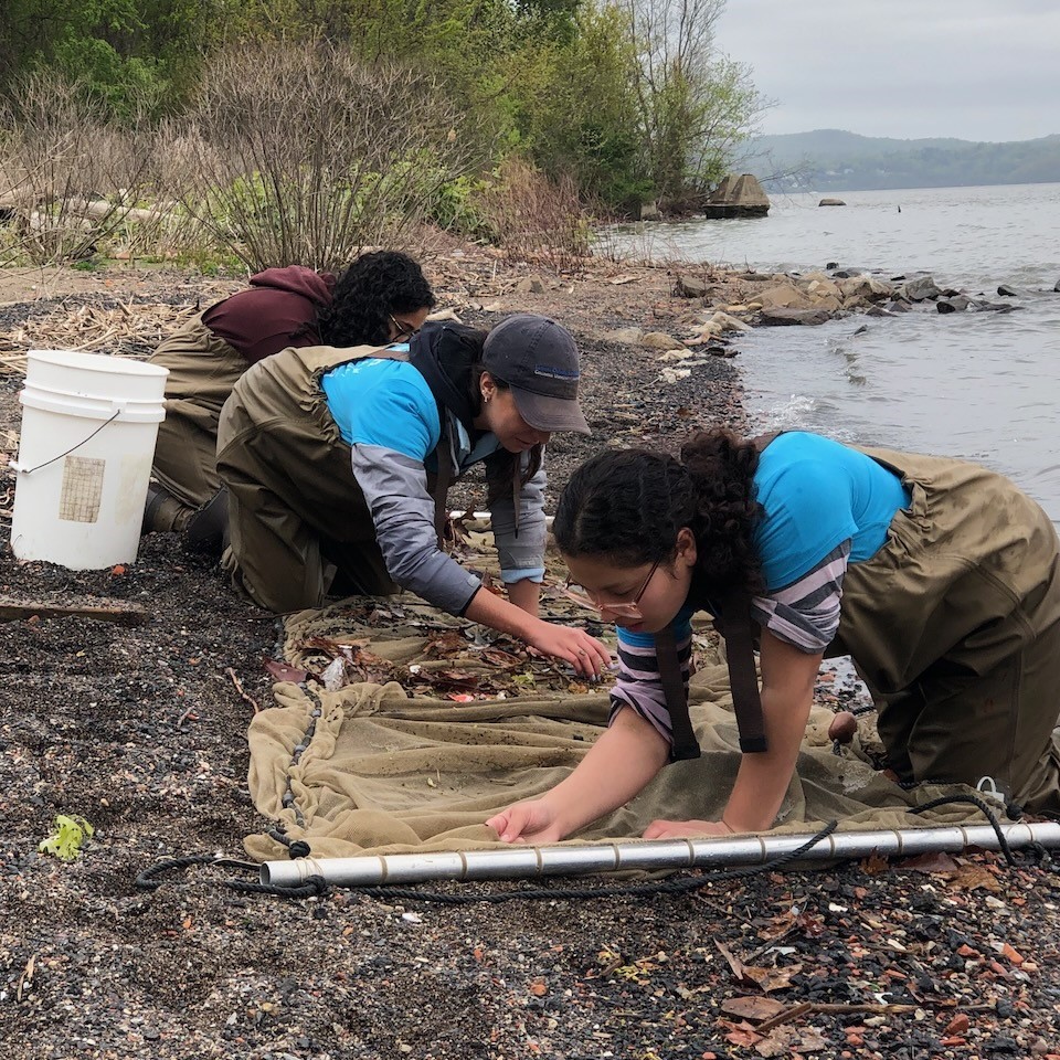 LDEO Field Station crew in waders looking through what they netted at Emeline Park in Haverstraw.