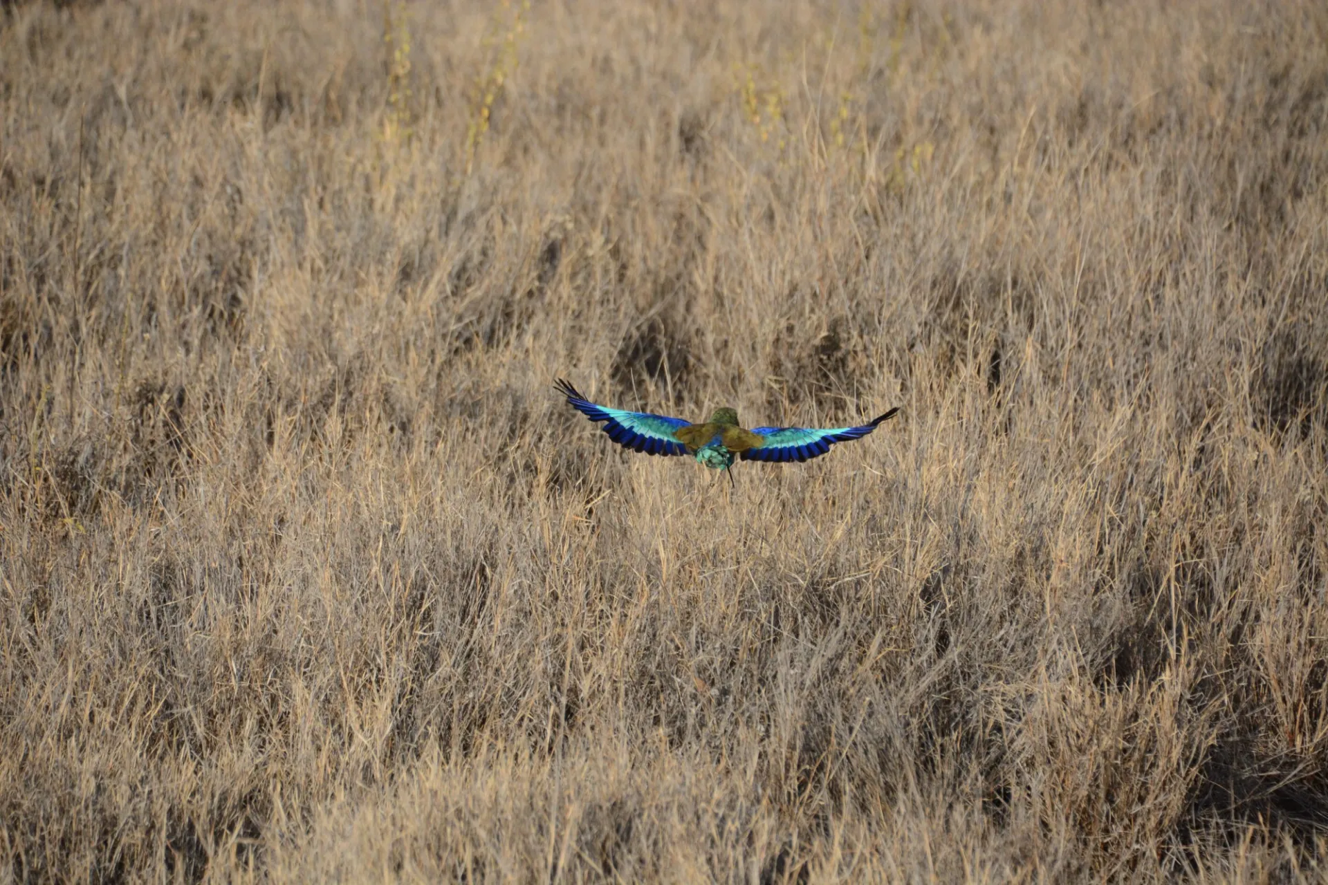 Lilac Breasted Roller, Spring 2019, Lewa Wildlife Conservancy, Kenya   Samuel T. Kodama.JPG