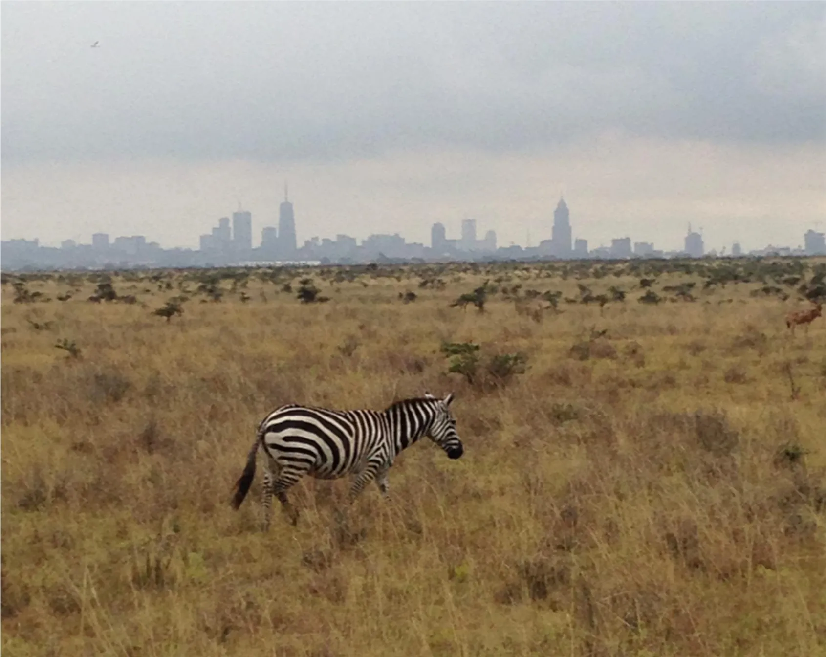 Nairobi National Park, Kenya. Zebra Grazing With Nairobi Skyline ~5 Miles In The Distance   Daniel M. Westervelt.jpg